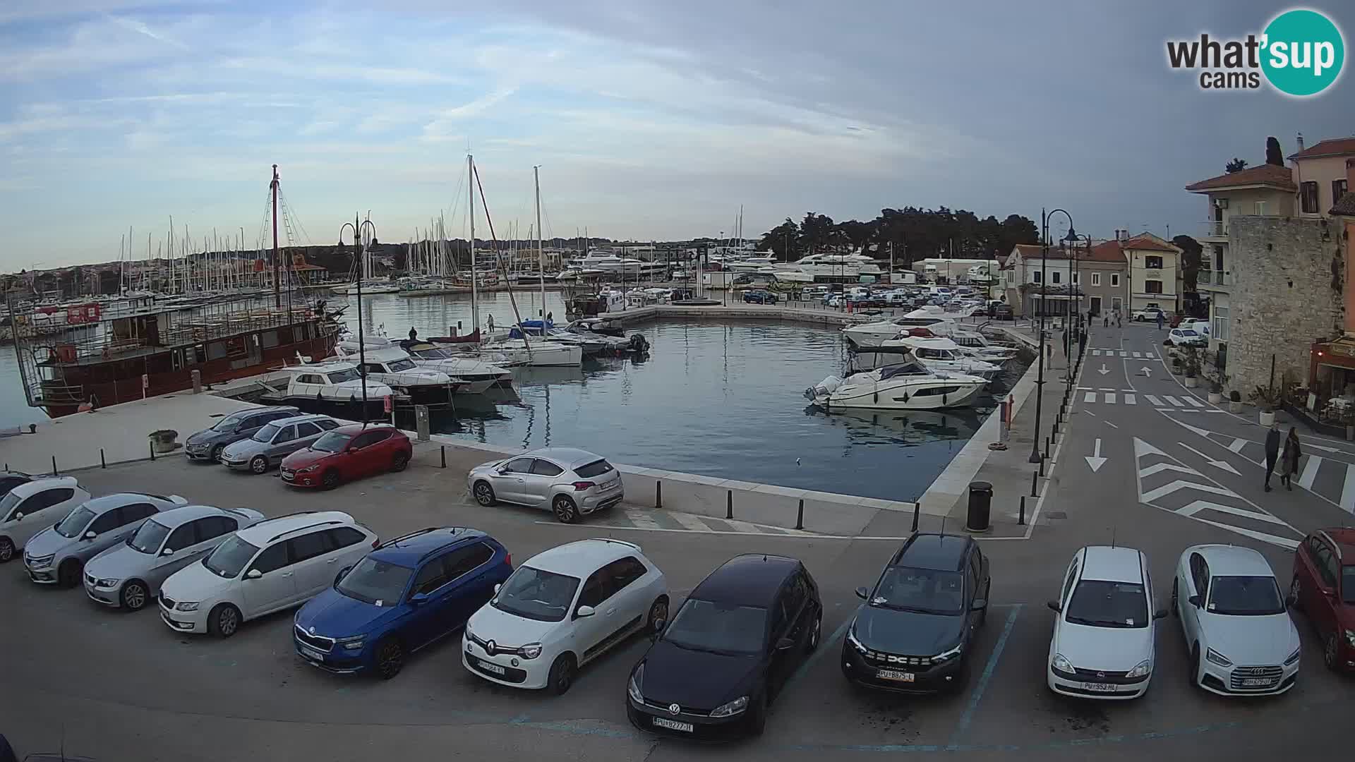 Novigrad | Porporela marina