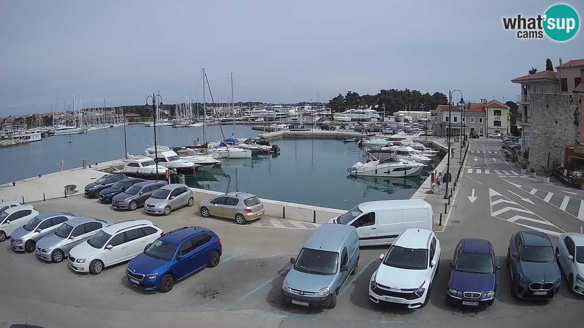 Novigrad | Porporela marina