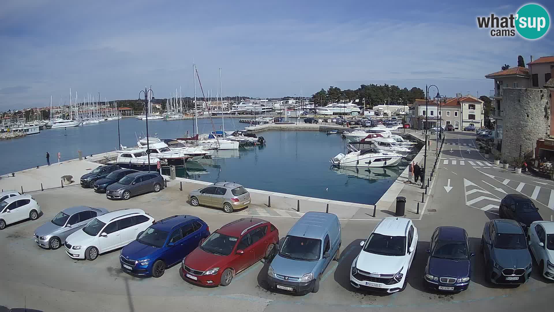 Novigrad | Porporela marina