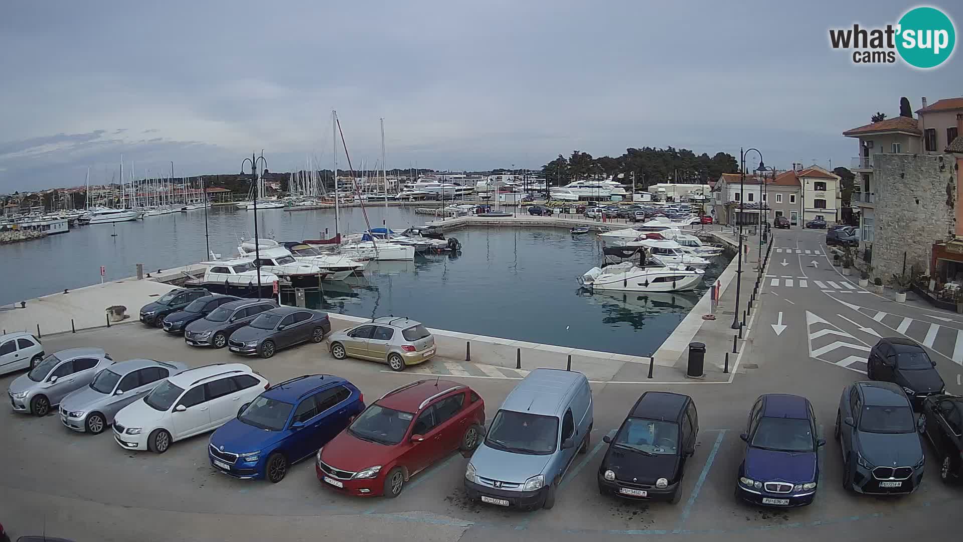 Novigrad | Porporela marina