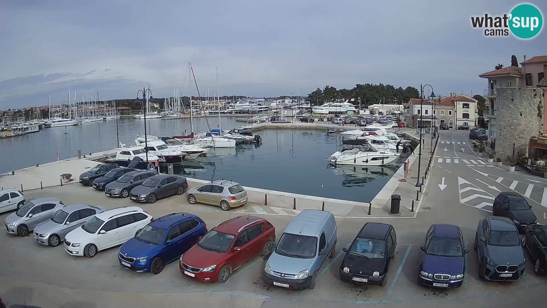 Novigrad | Porporela marina