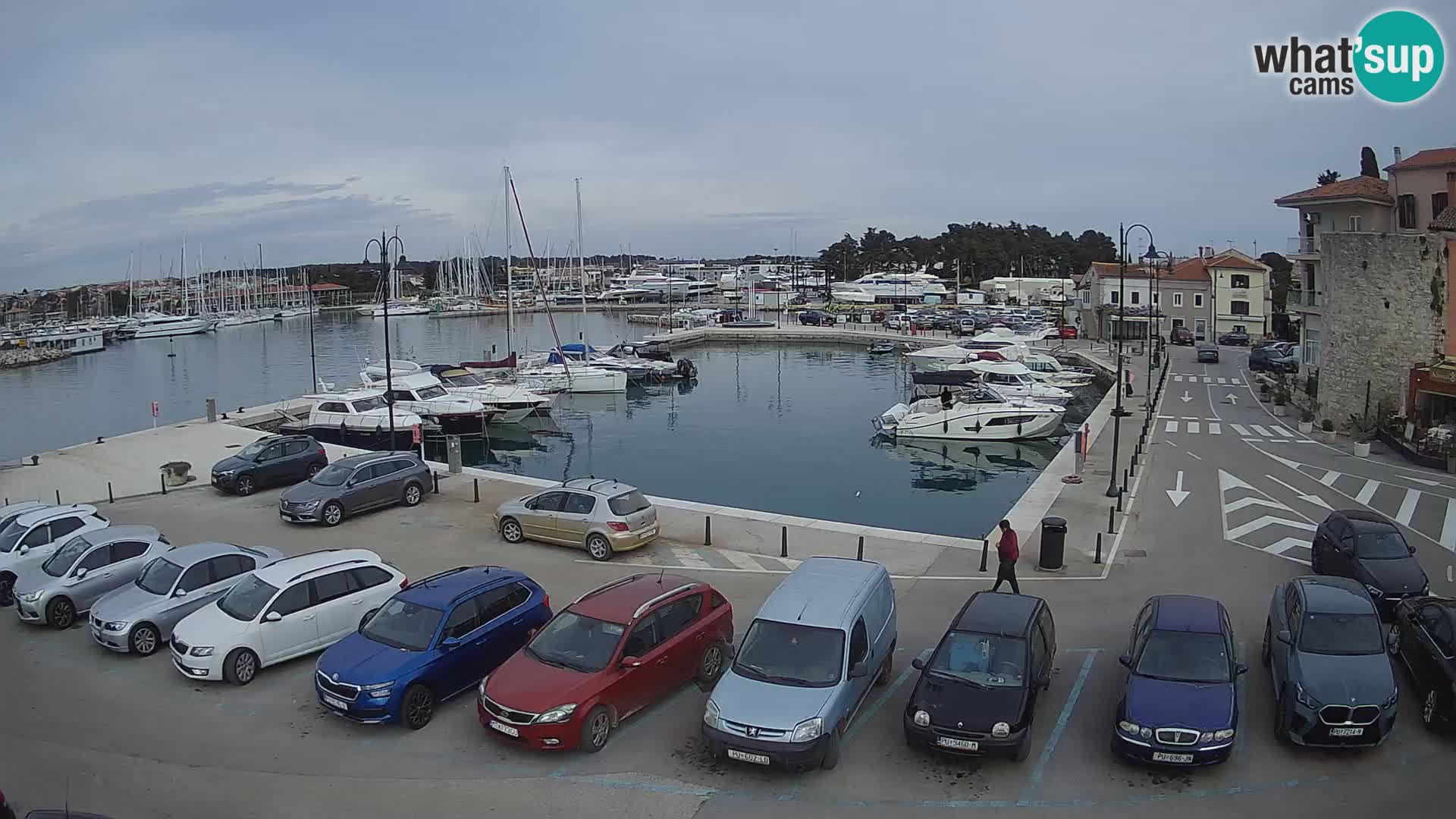 Novigrad | Porporela marina