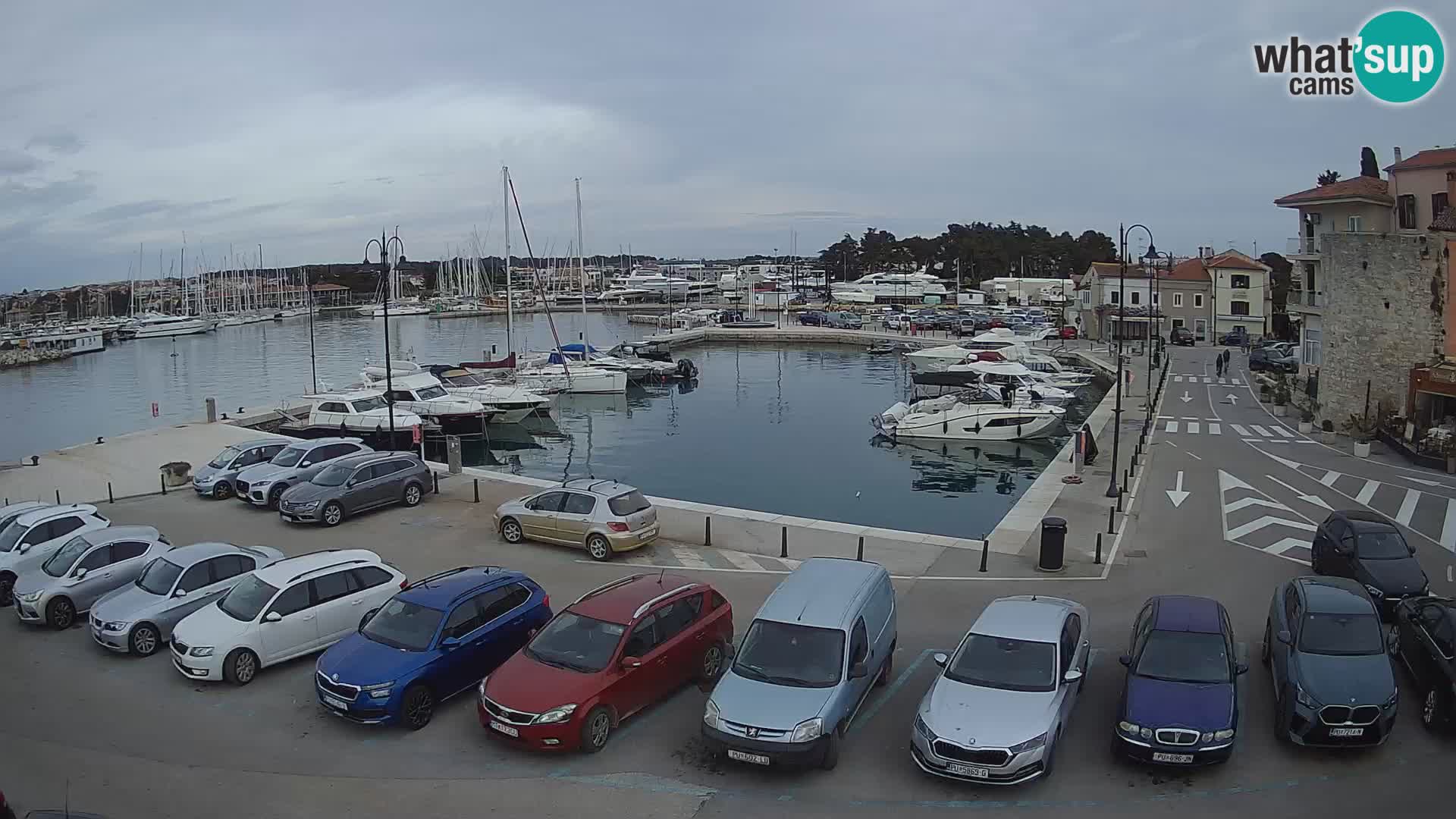 Novigrad | Porporela marina