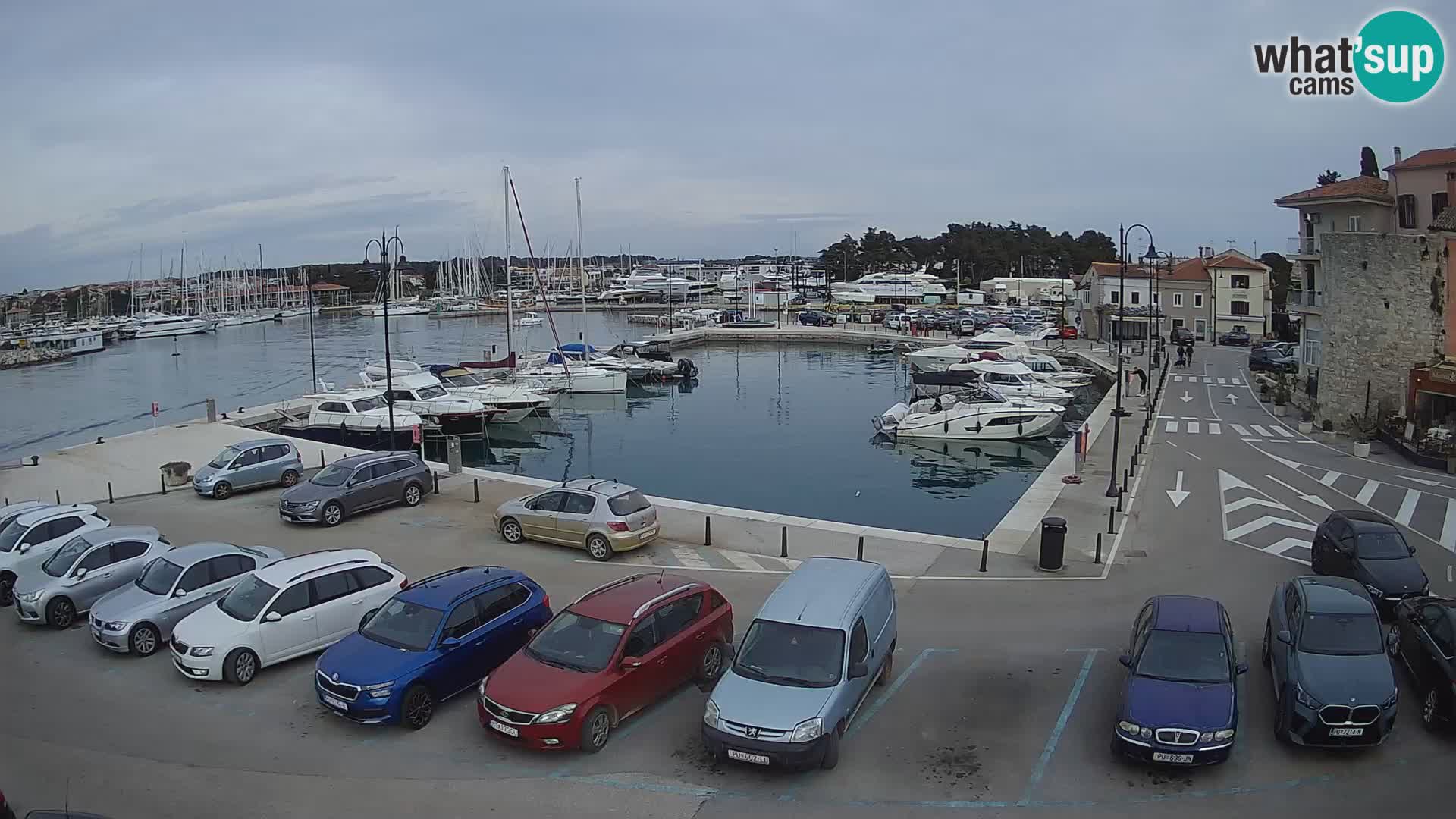 Novigrad | Porporela marina