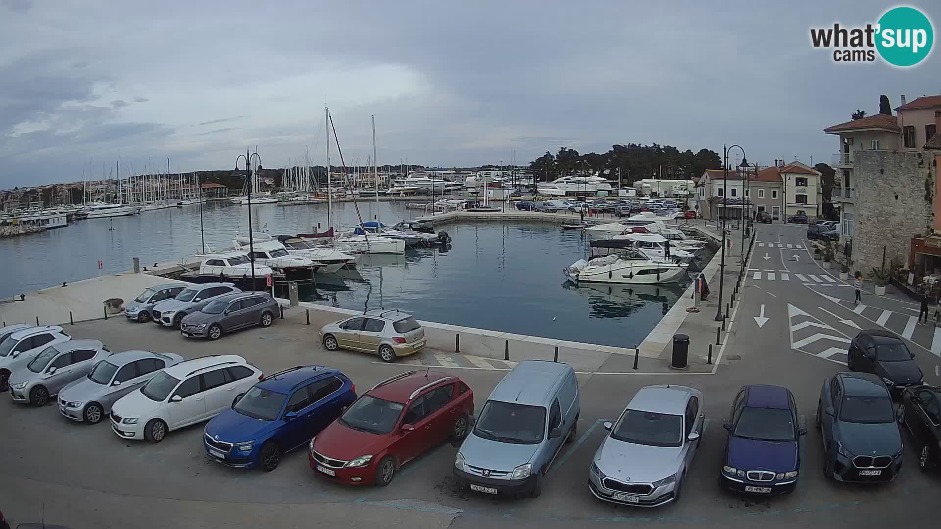 Novigrad | Porporela marina