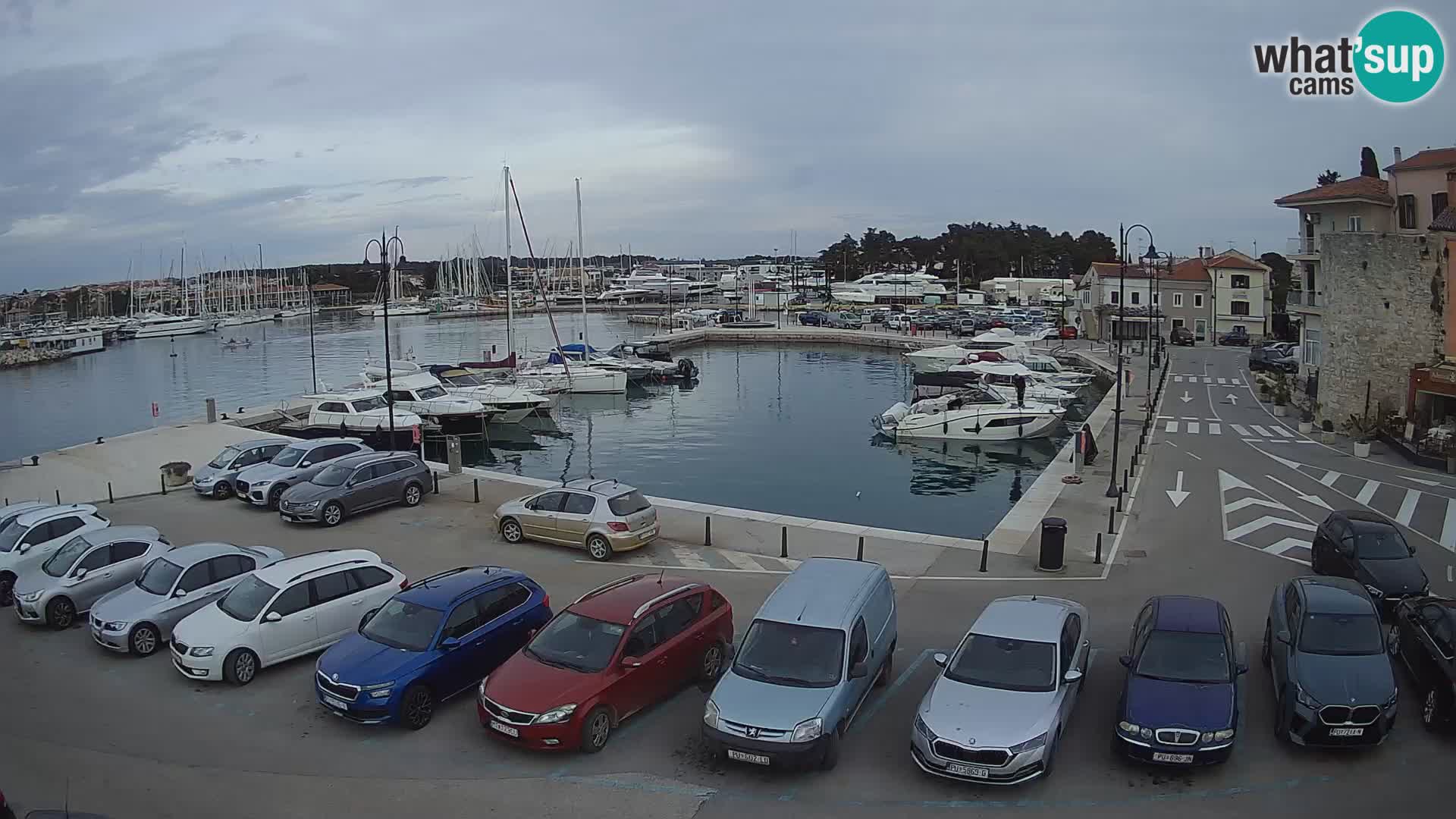 Novigrad | Porporela marina