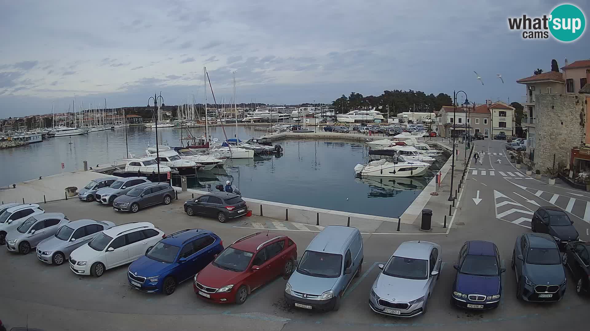 Novigrad | Porporela marina