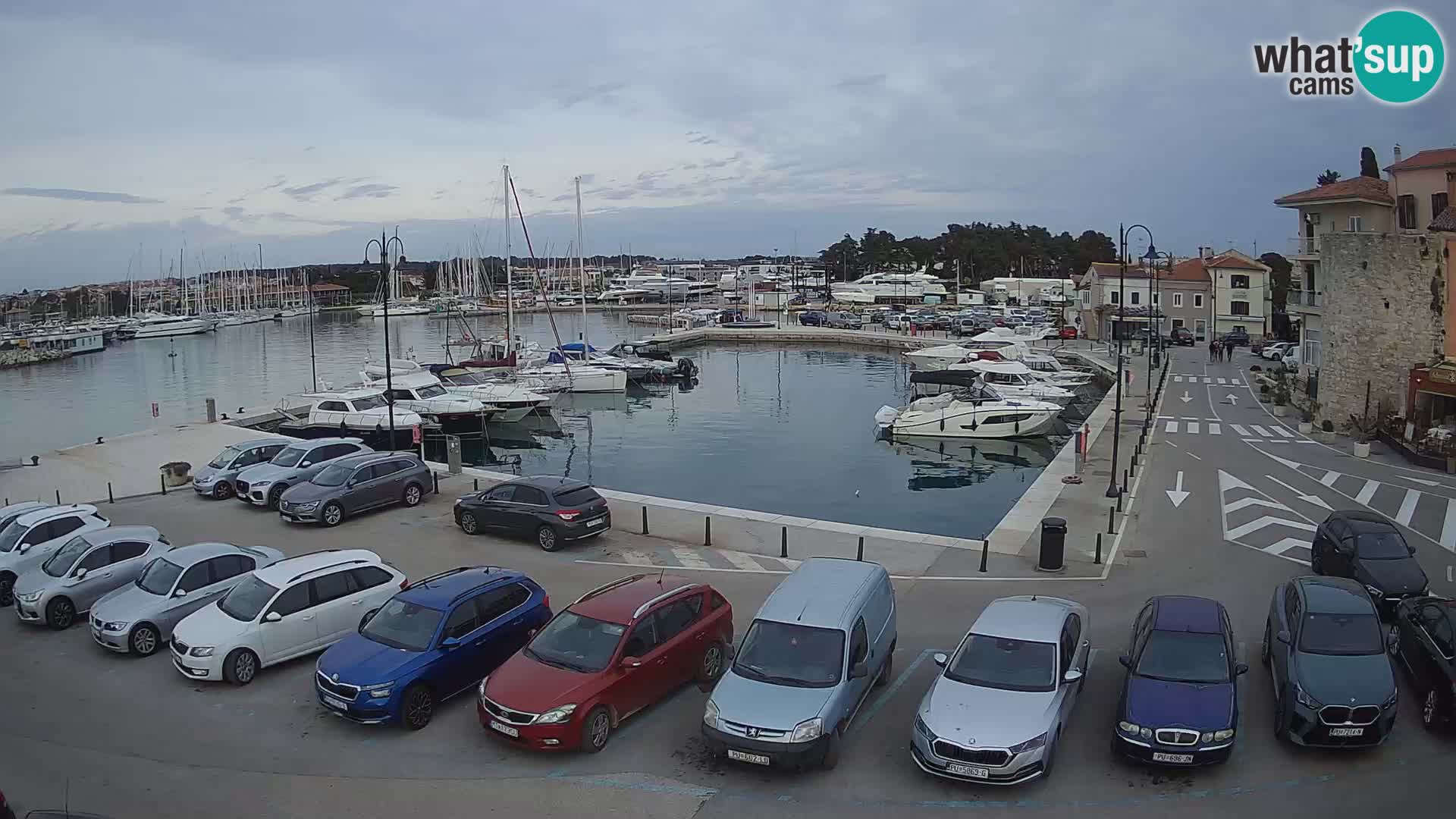 Novigrad | Porporela marina