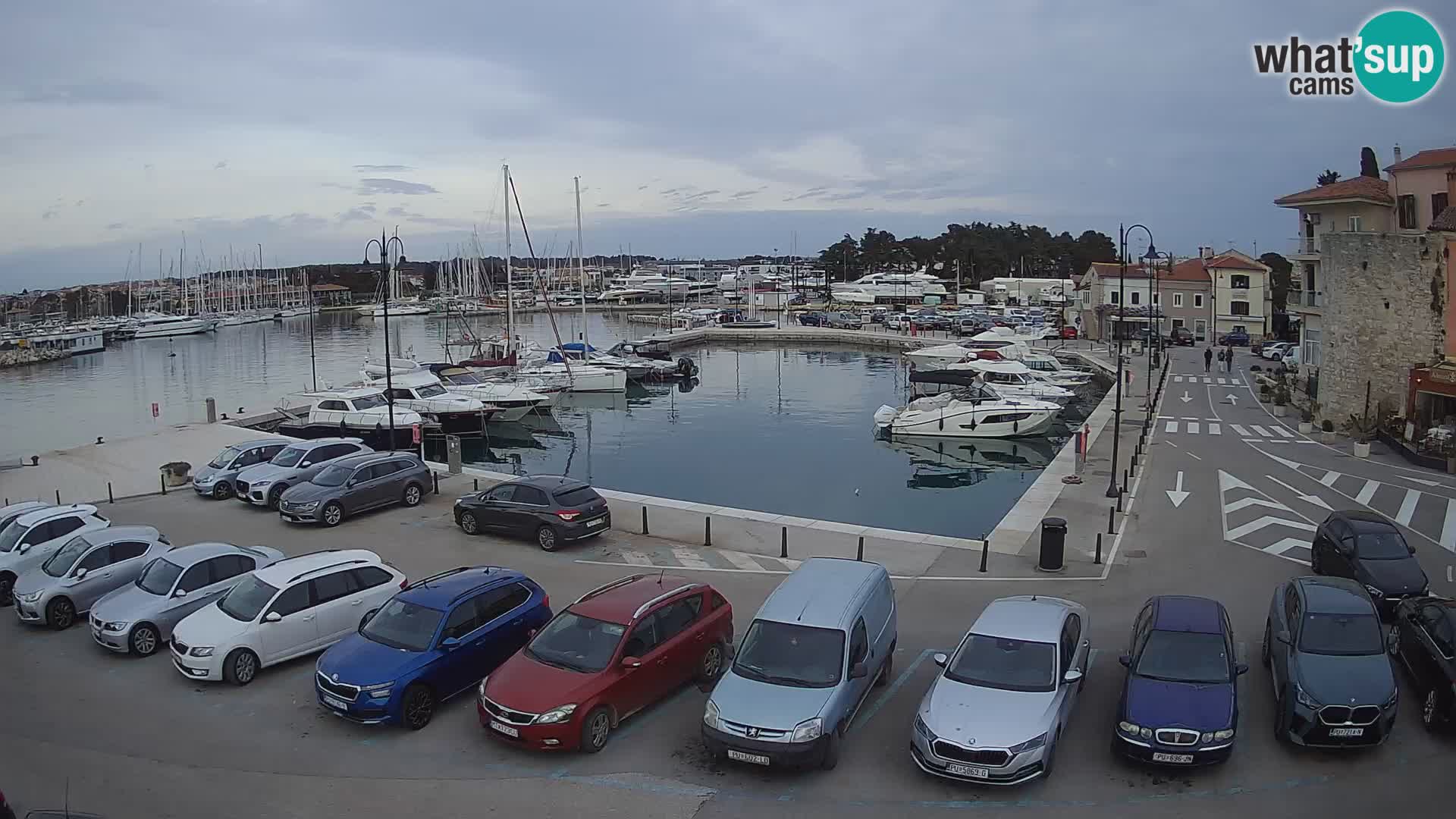 Novigrad | Porporela marina