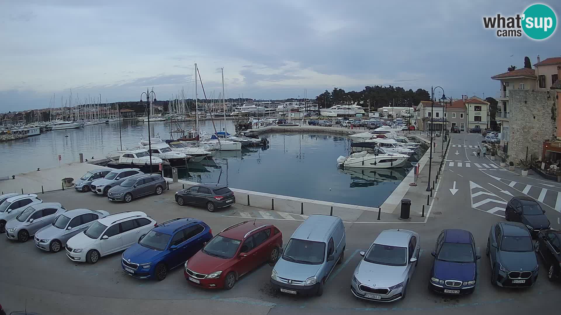 Novigrad | Porporela marina