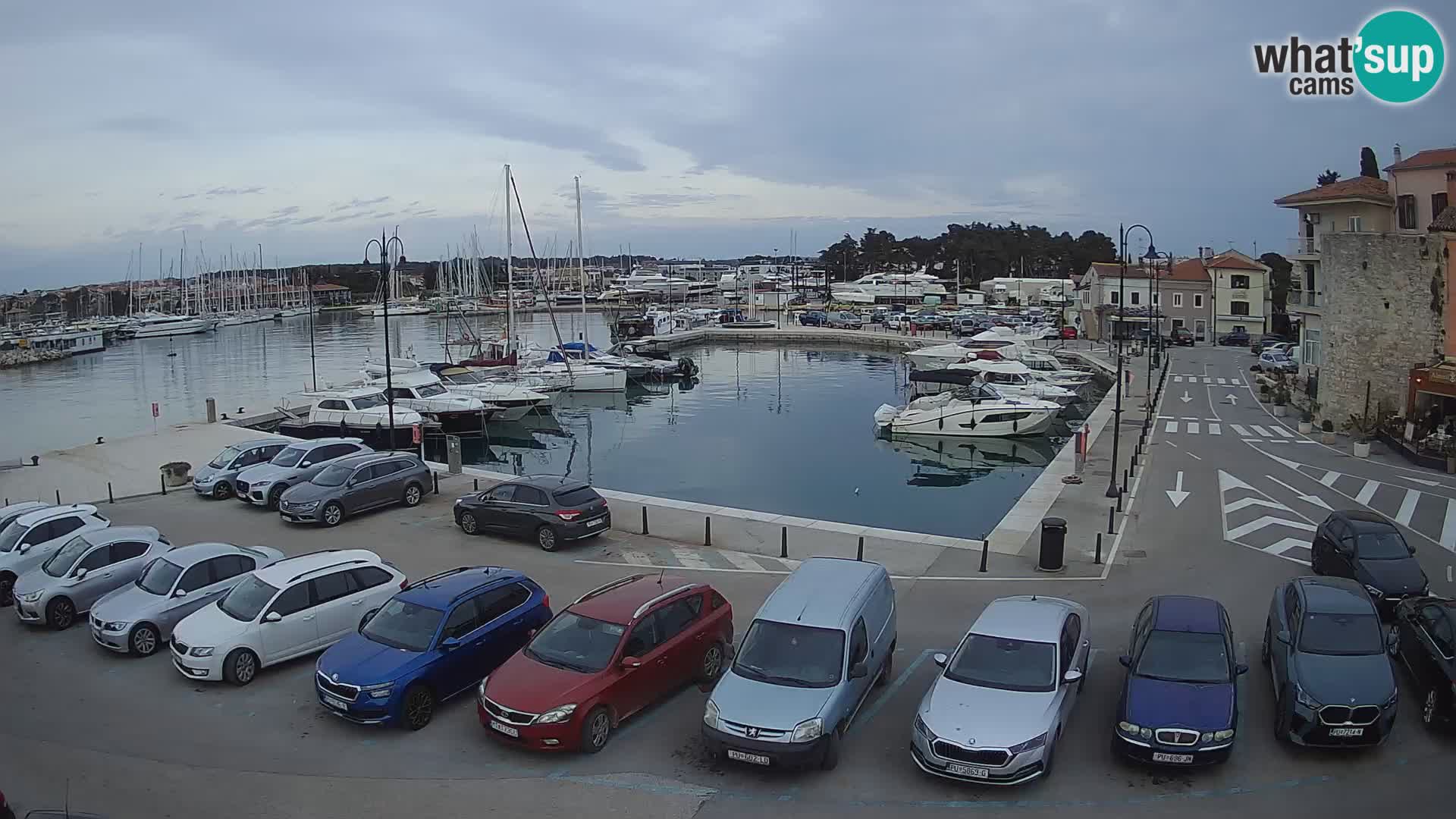 Novigrad | Porporela marina