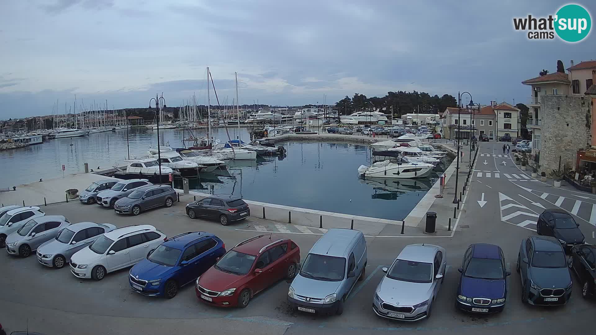 Novigrad | Porporela marina