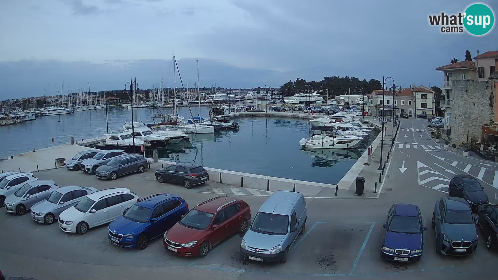 Novigrad | Porporela marina