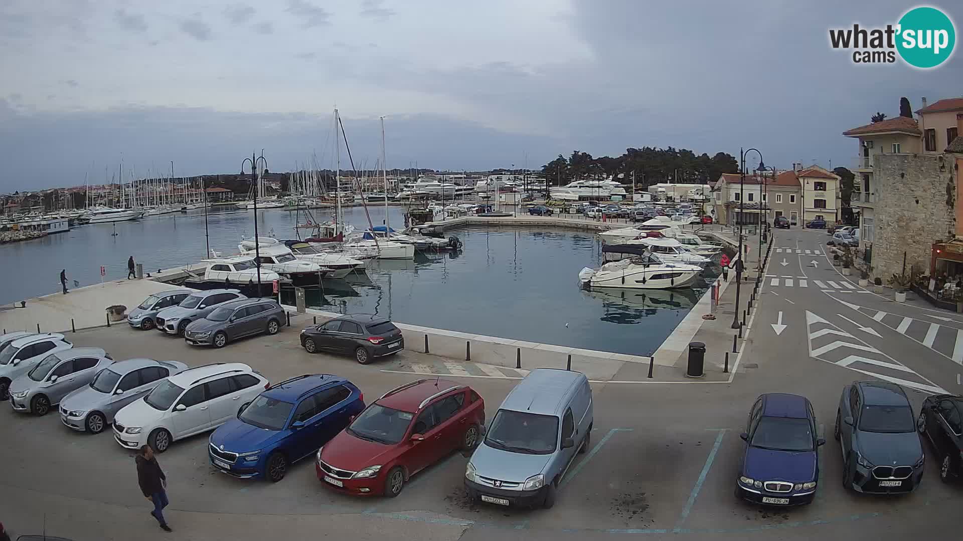 Novigrad | Porporela marina