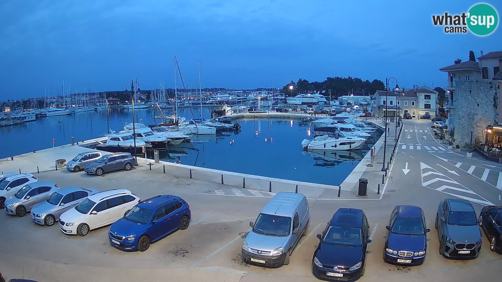 Novigrad | Porporela marina