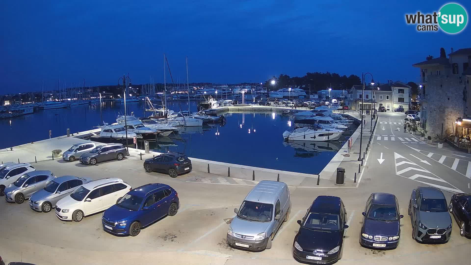 Novigrad | Porporela marina