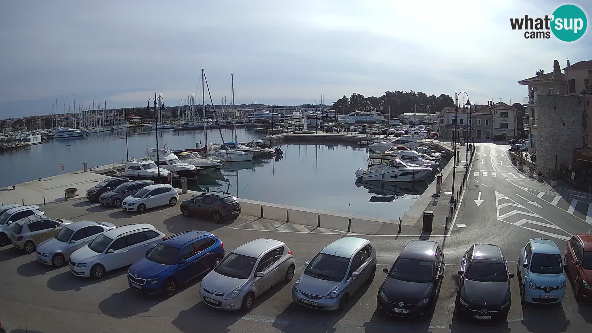 Novigrad | Porporela marina