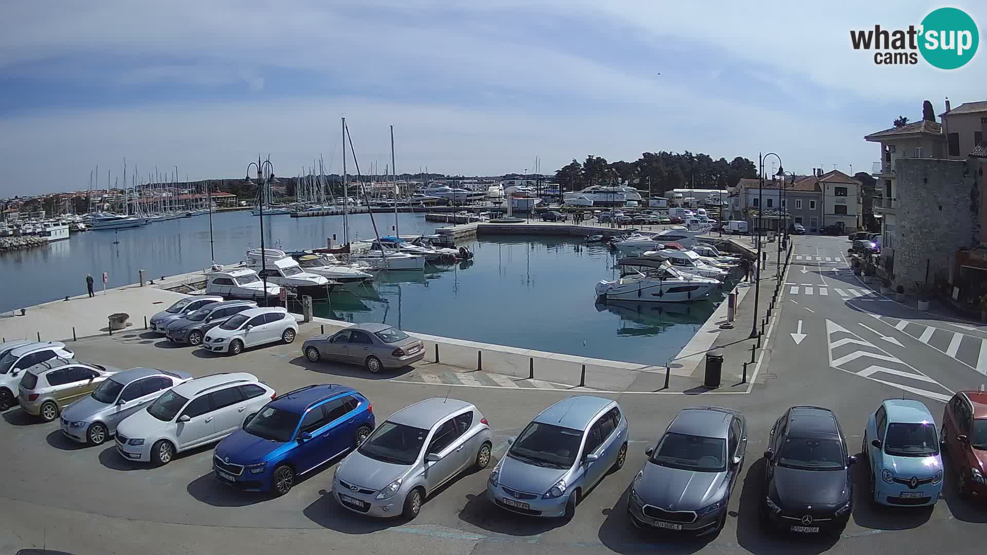 Novigrad | Porporela marina