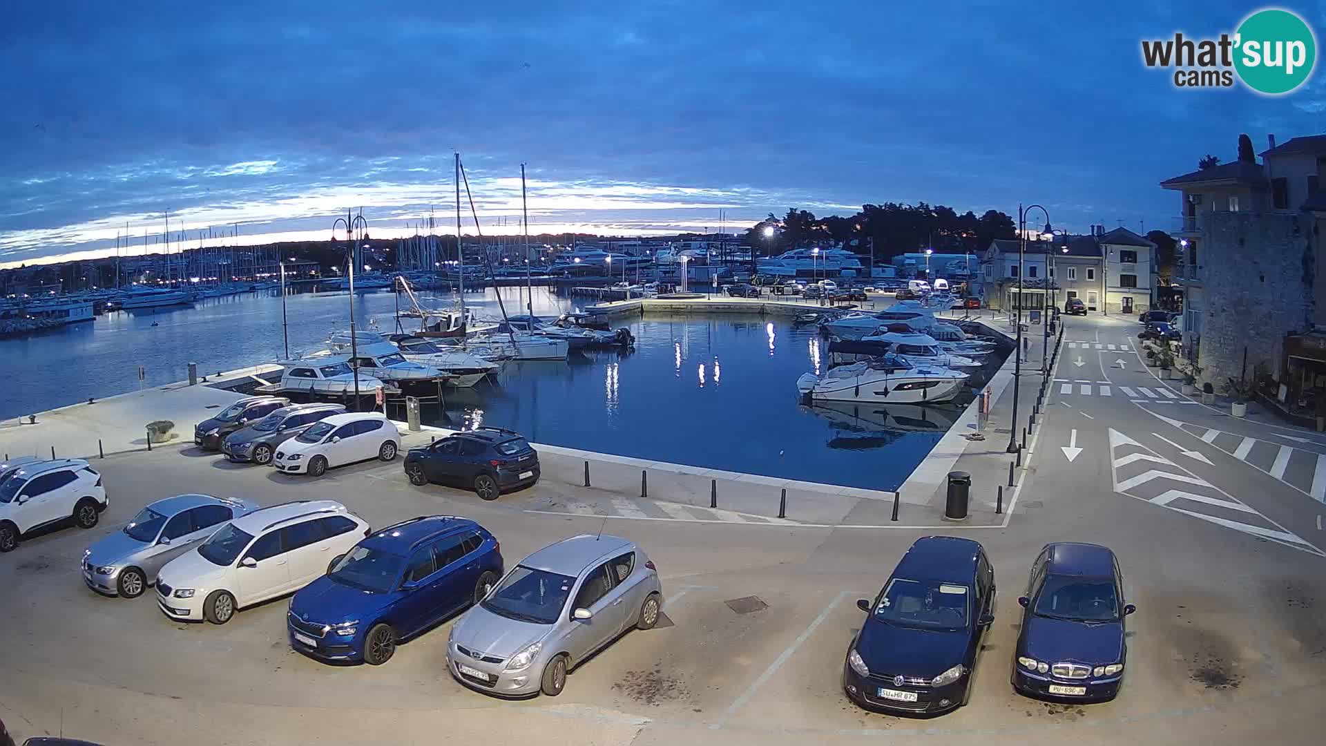 Novigrad | Porporela marina