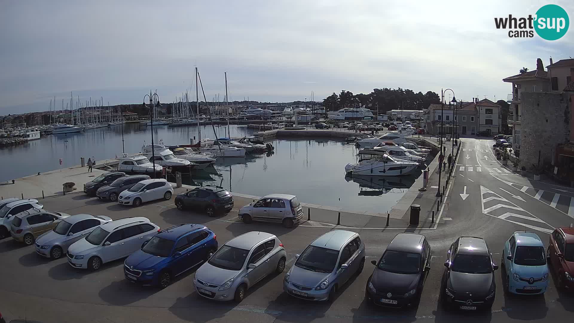 Novigrad | Porporela marina