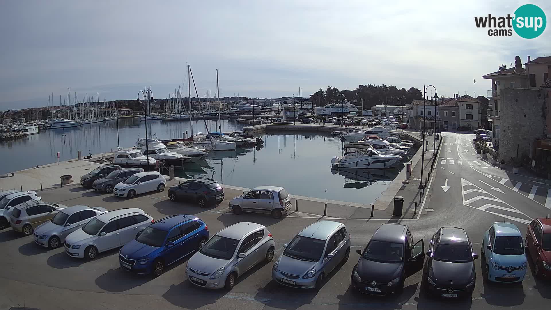 Novigrad | Porporela marina
