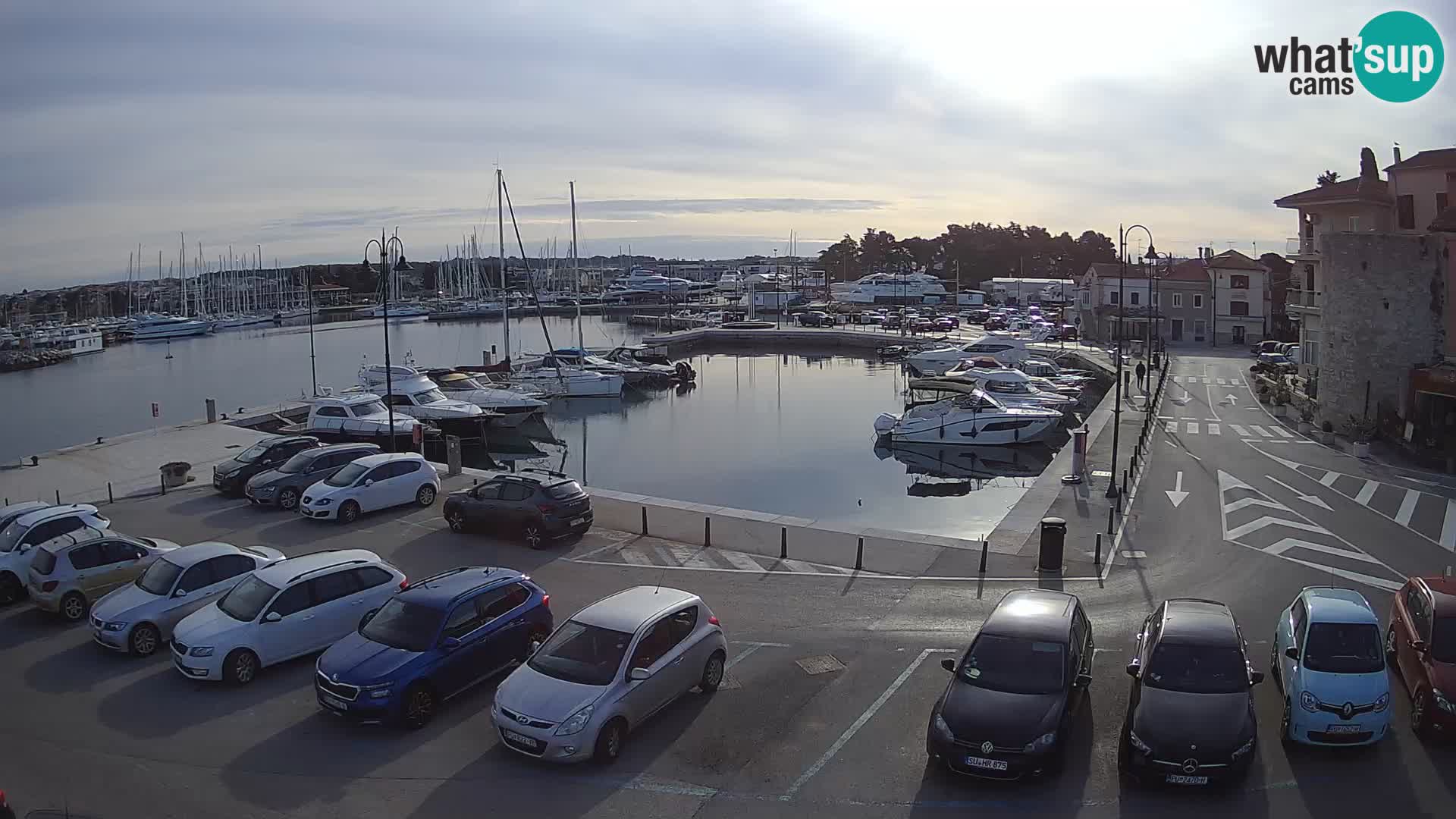 Novigrad | Porporela marina