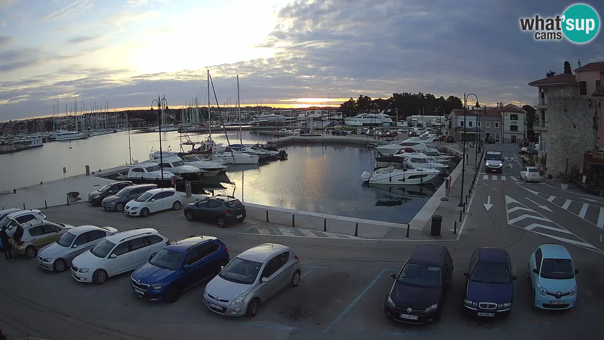 Novigrad | Porporela marina