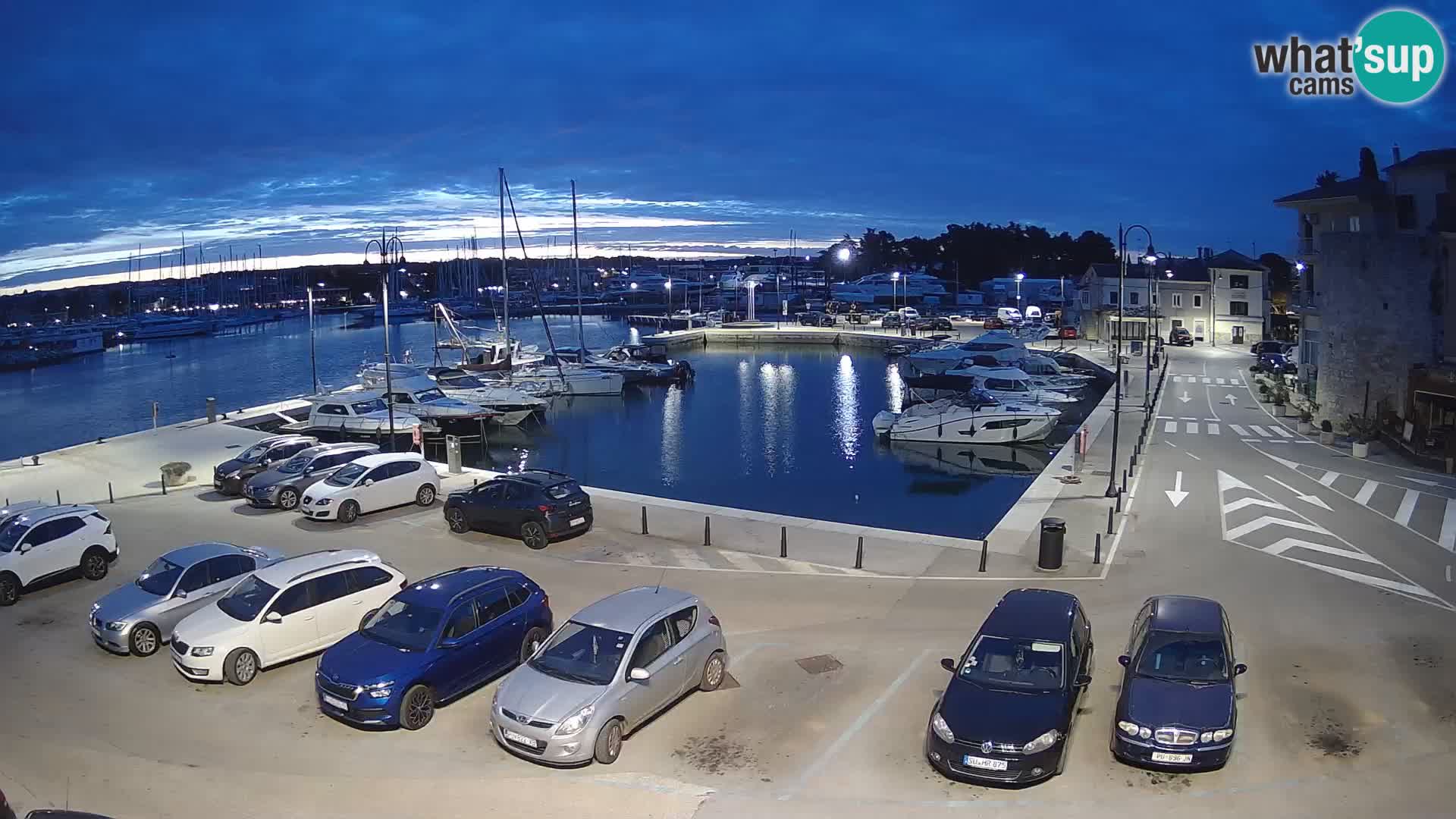 Novigrad | Porporela marina