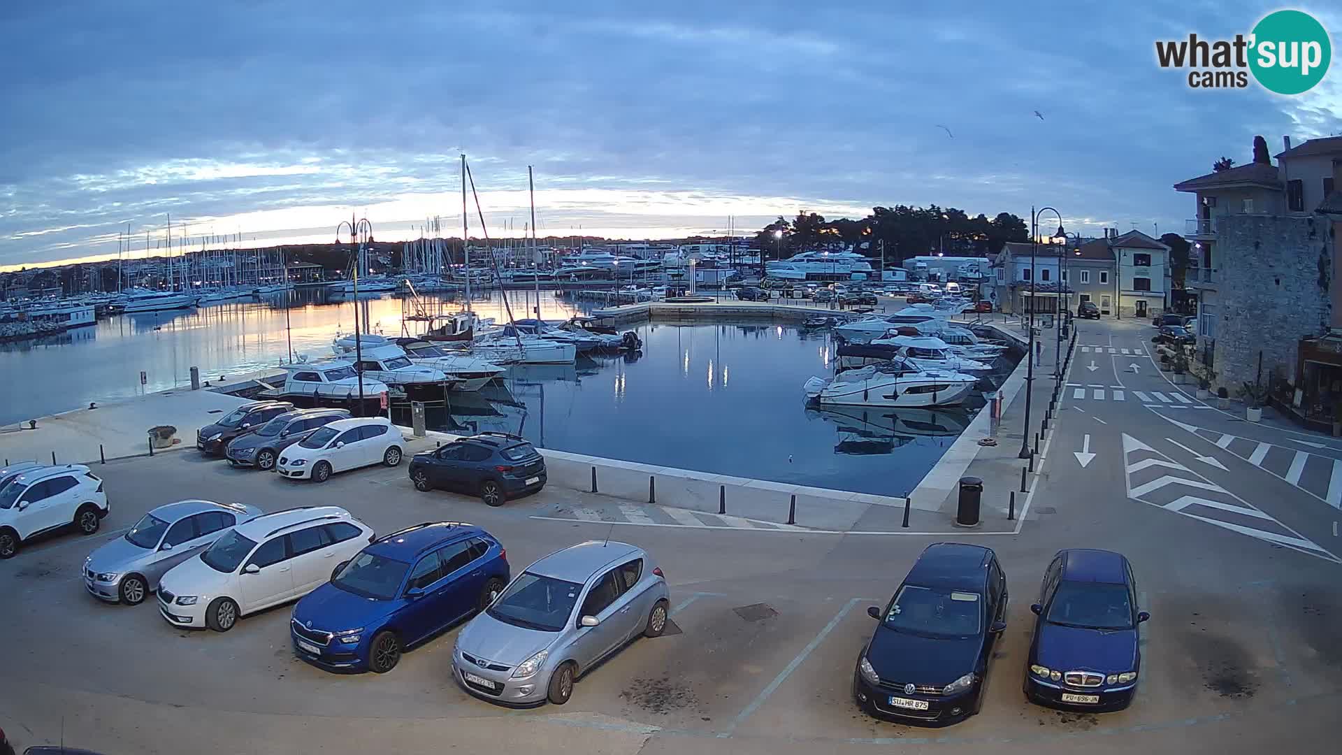 Novigrad | Porporela marina