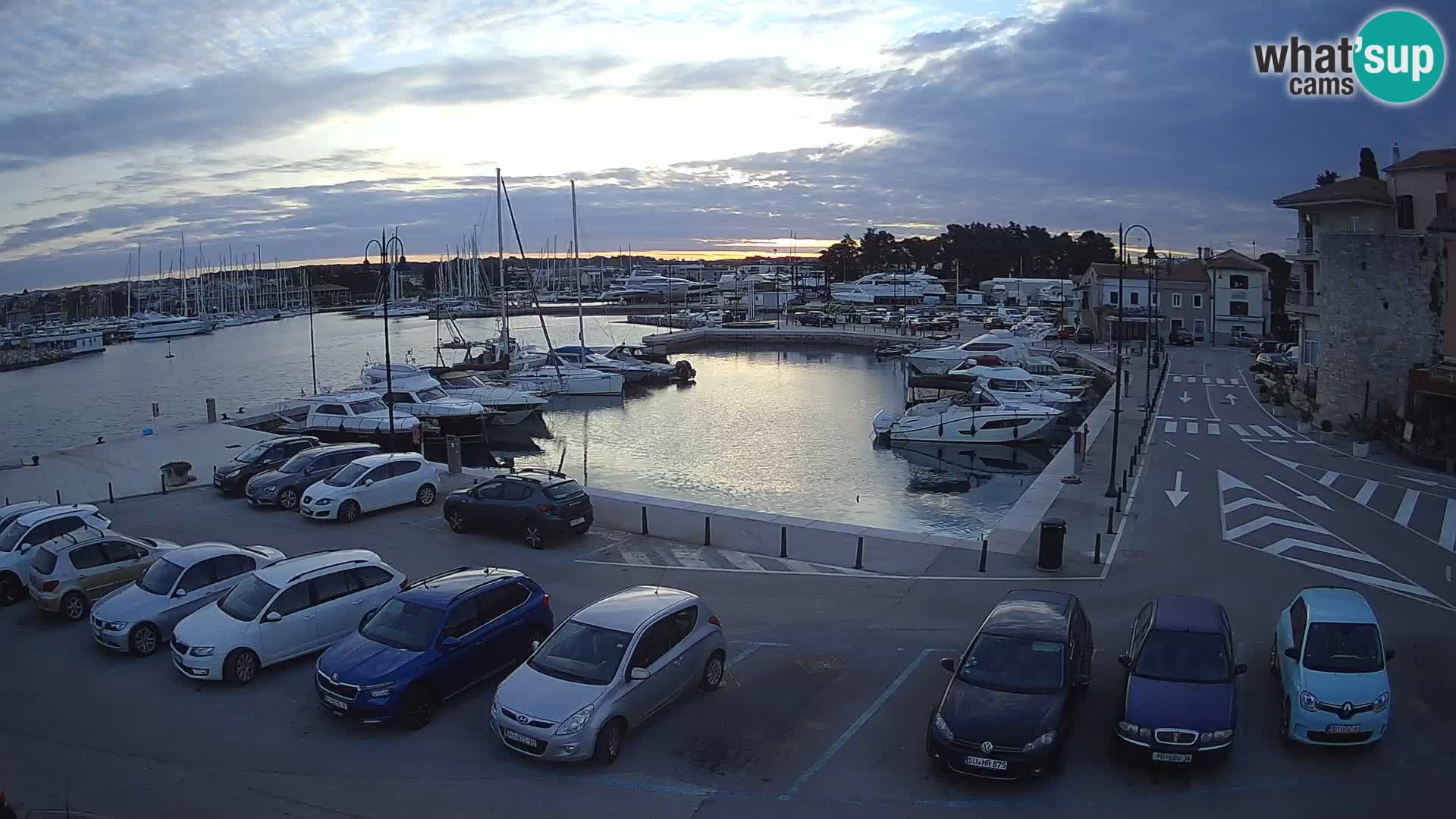 Novigrad | Porporela marina