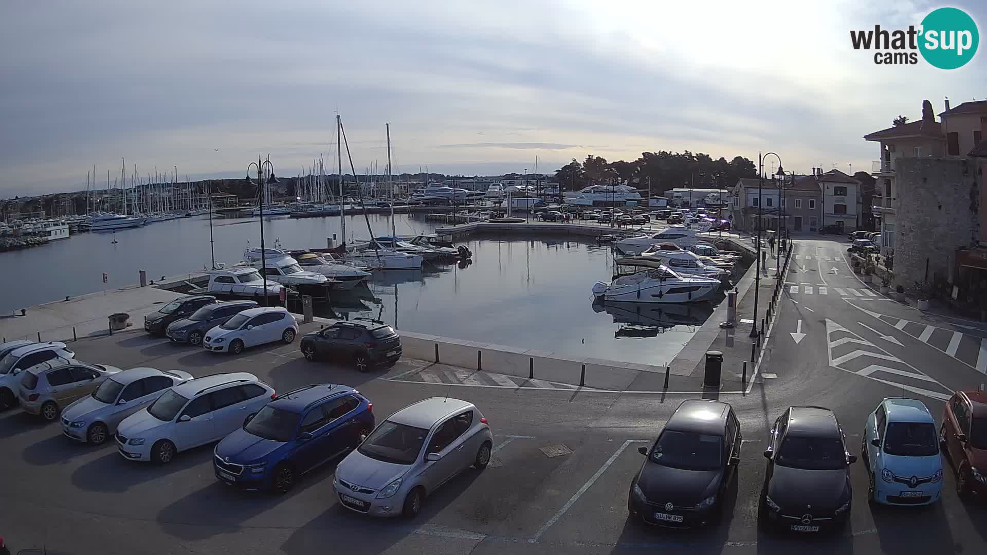 Novigrad | Porporela marina