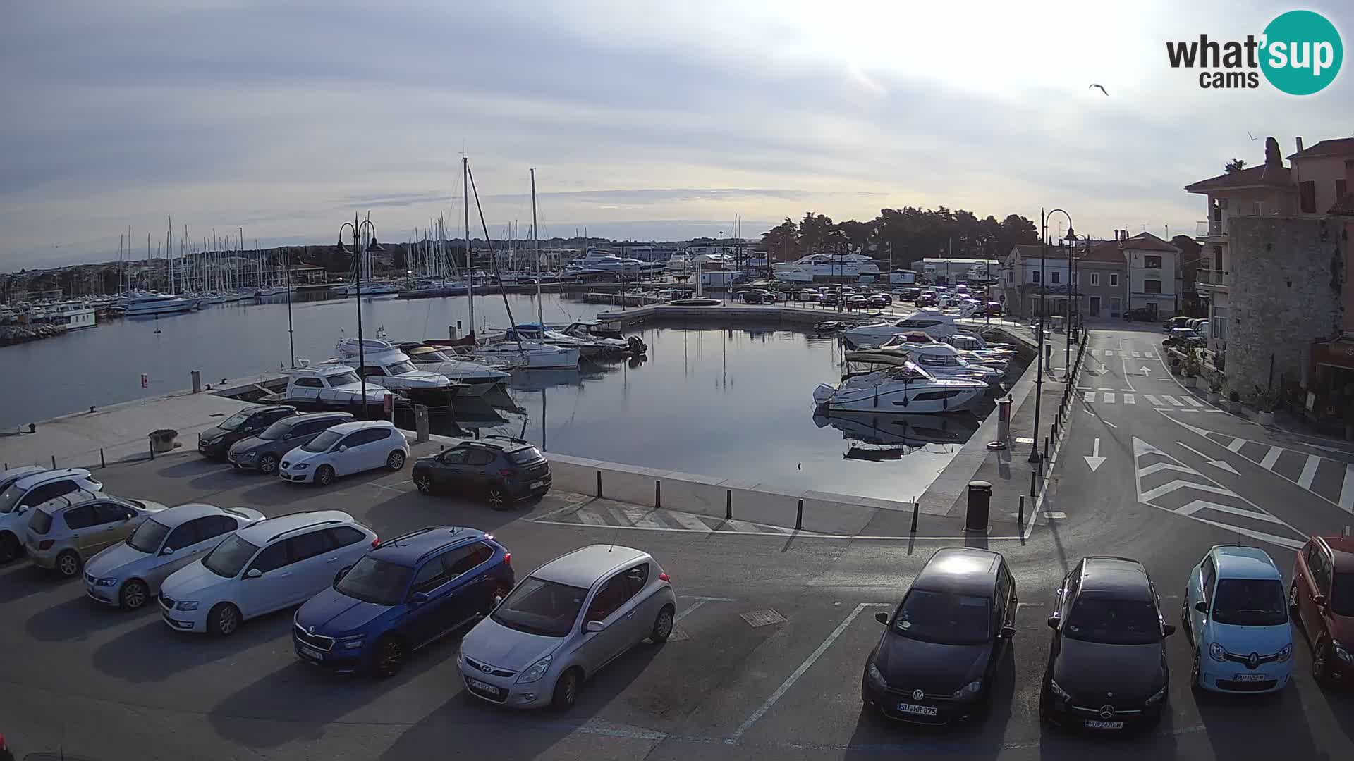 Novigrad | Porporela marina