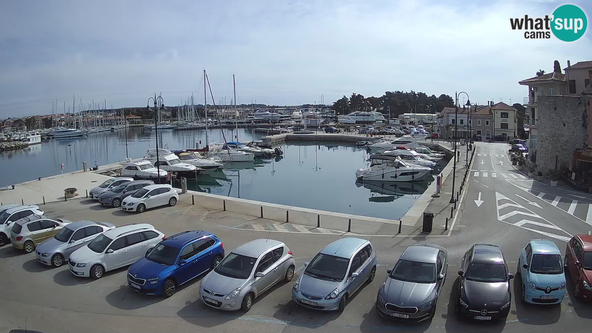 Novigrad | Porporela marina