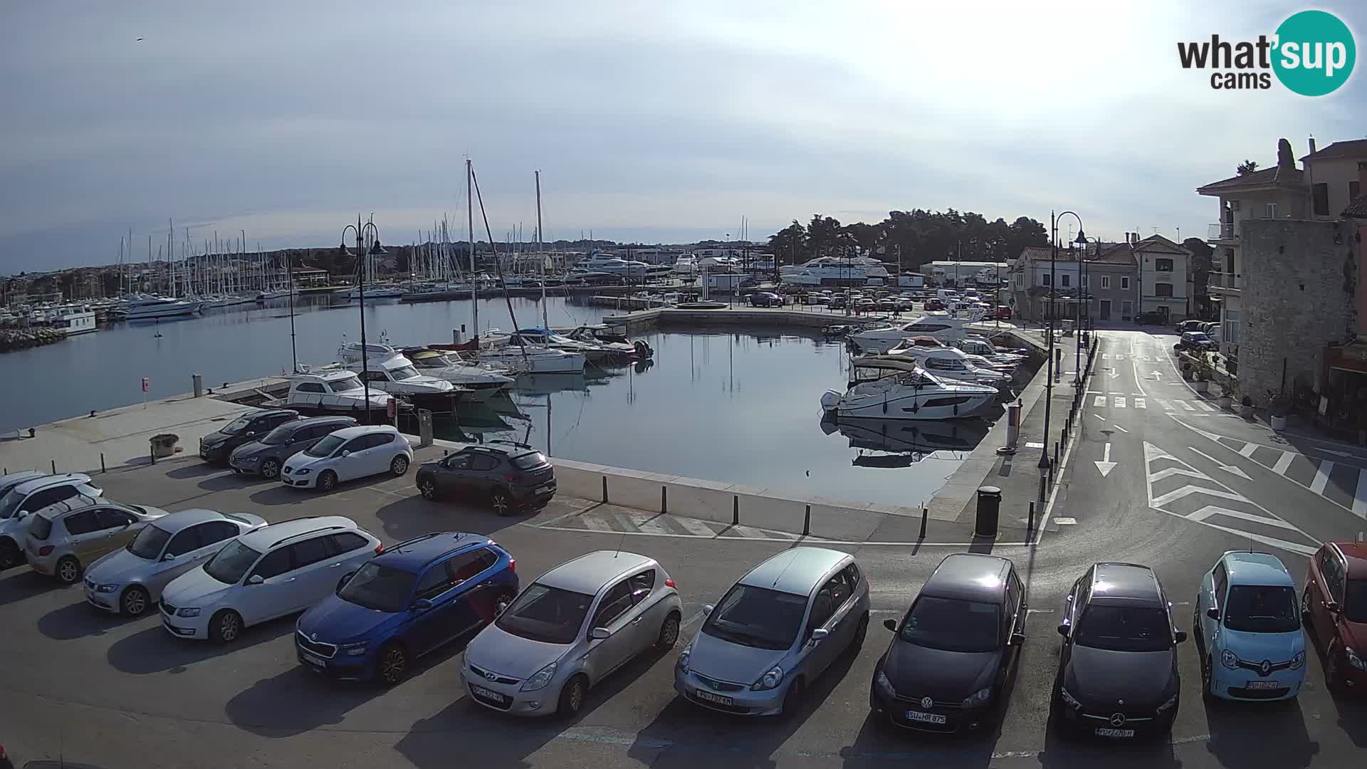 Novigrad | Porporela marina