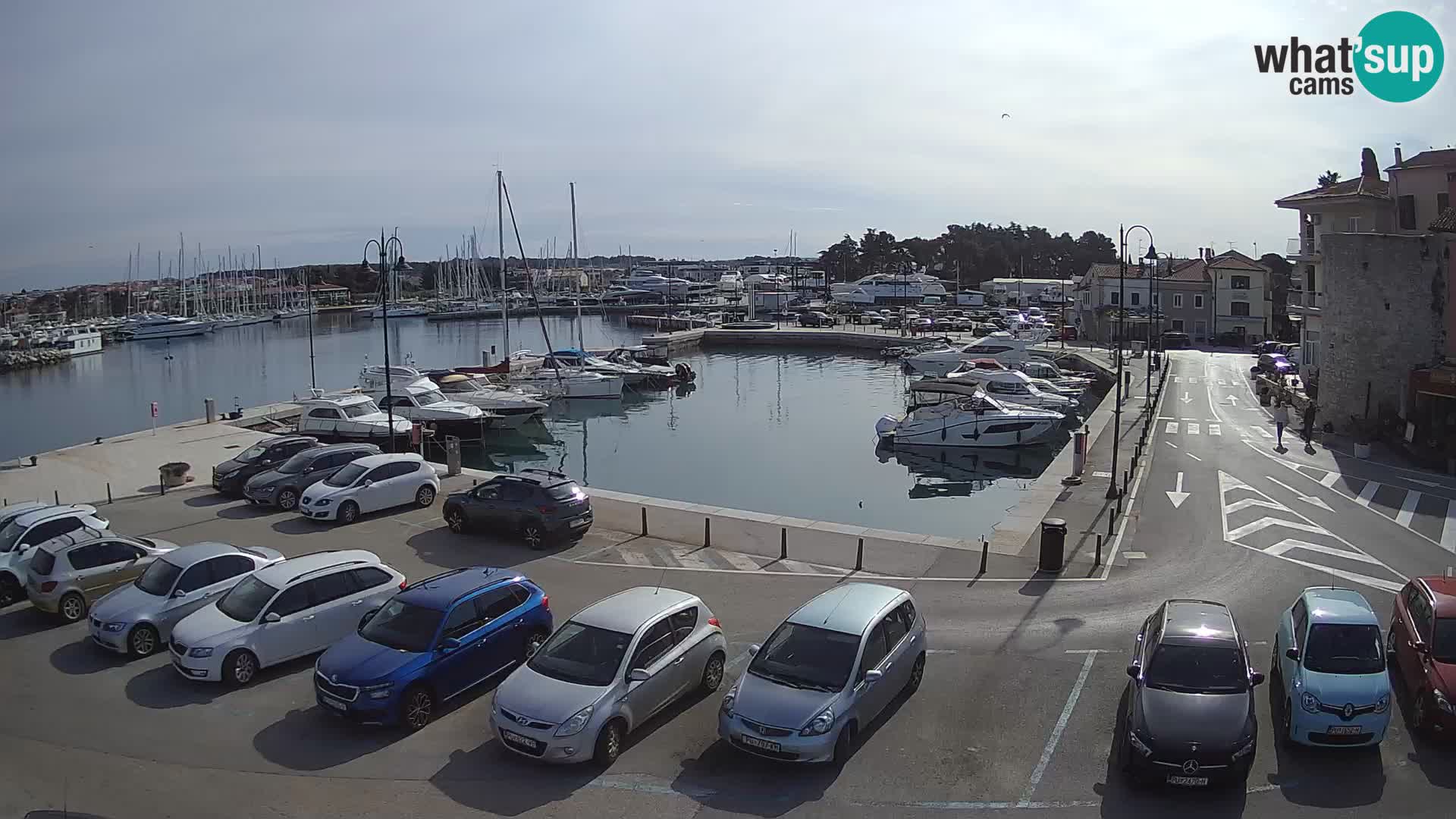Novigrad | Porporela marina