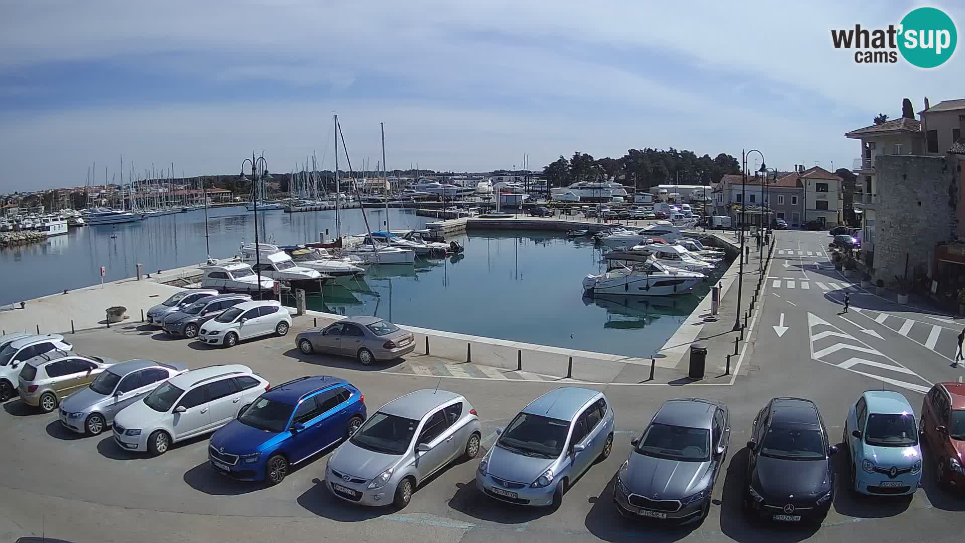 Novigrad | Porporela marina