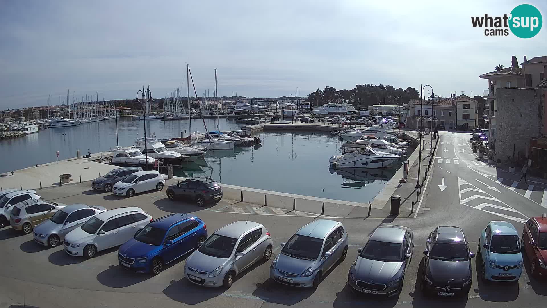 Novigrad | Porporela marina