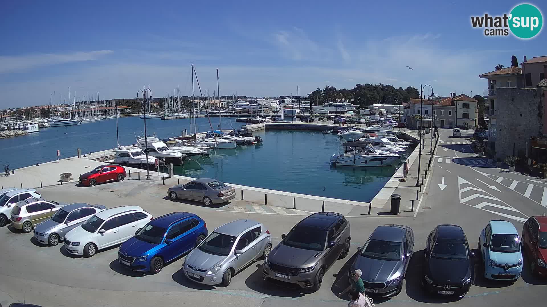 Novigrad | Porporela marina