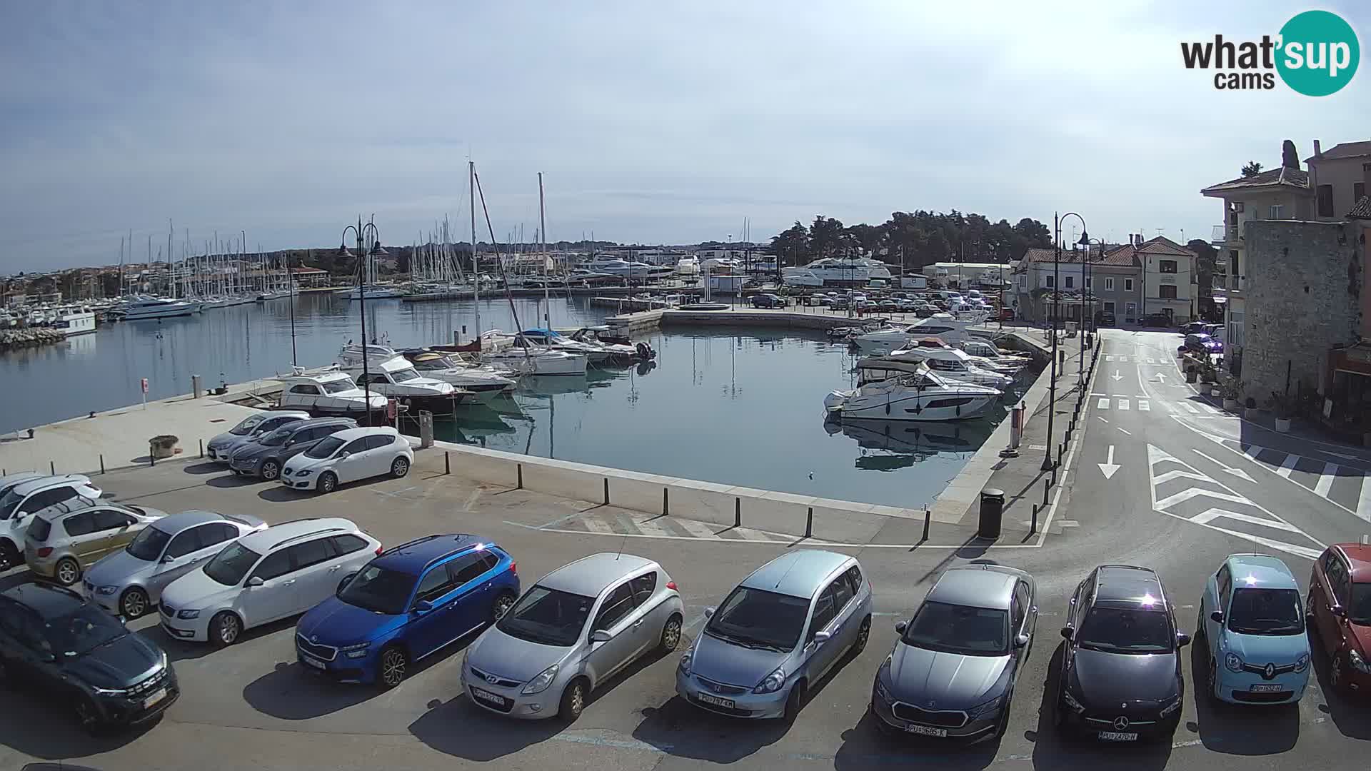 Novigrad | Porporela marina