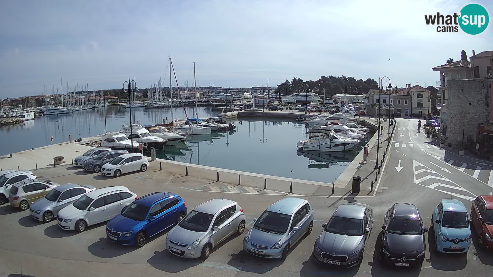 Novigrad | Porporela marina