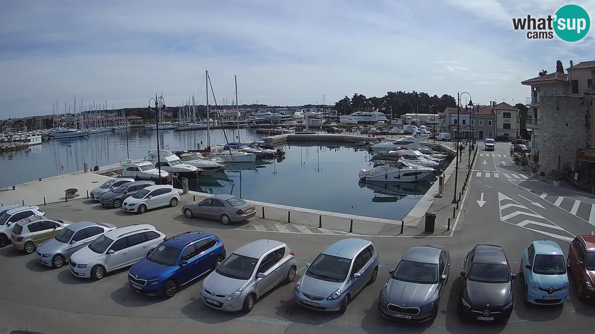 Novigrad | Porporela marina