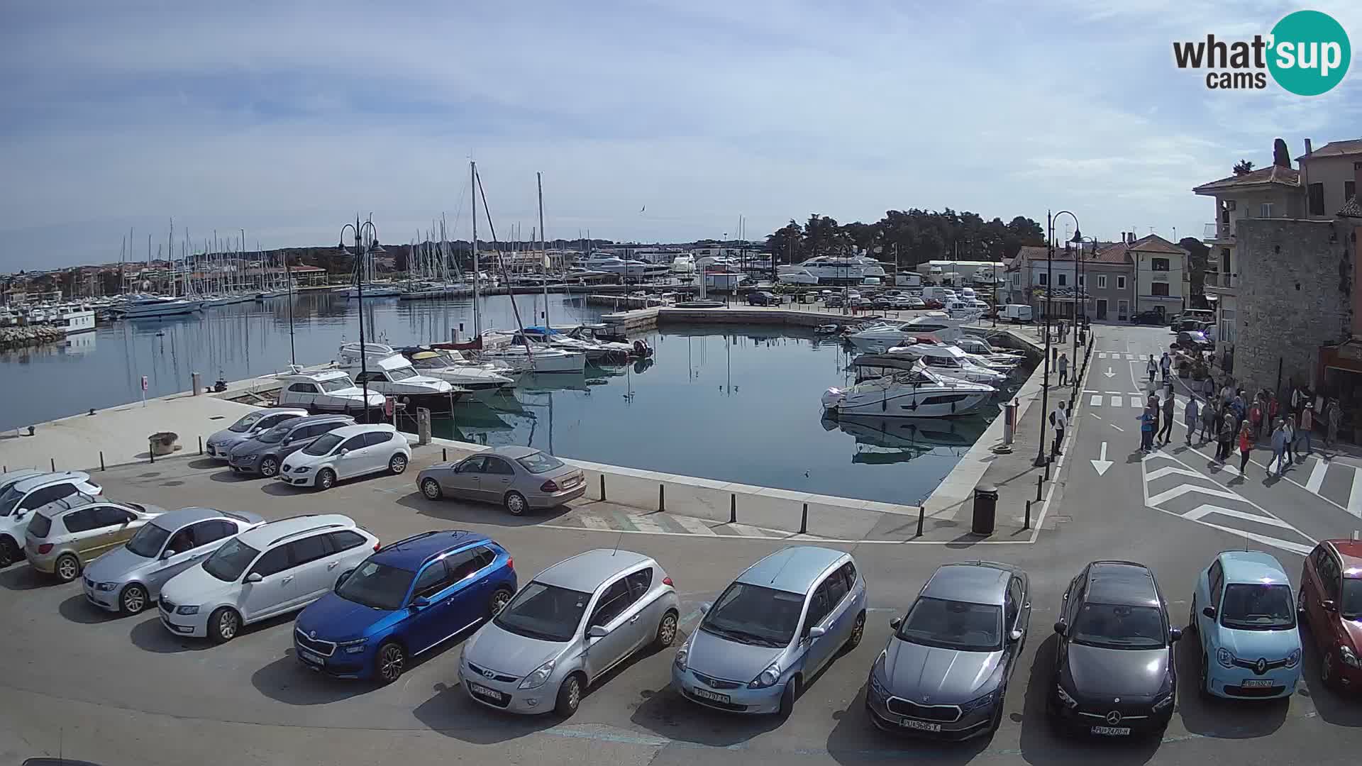 Novigrad | Porporela marina