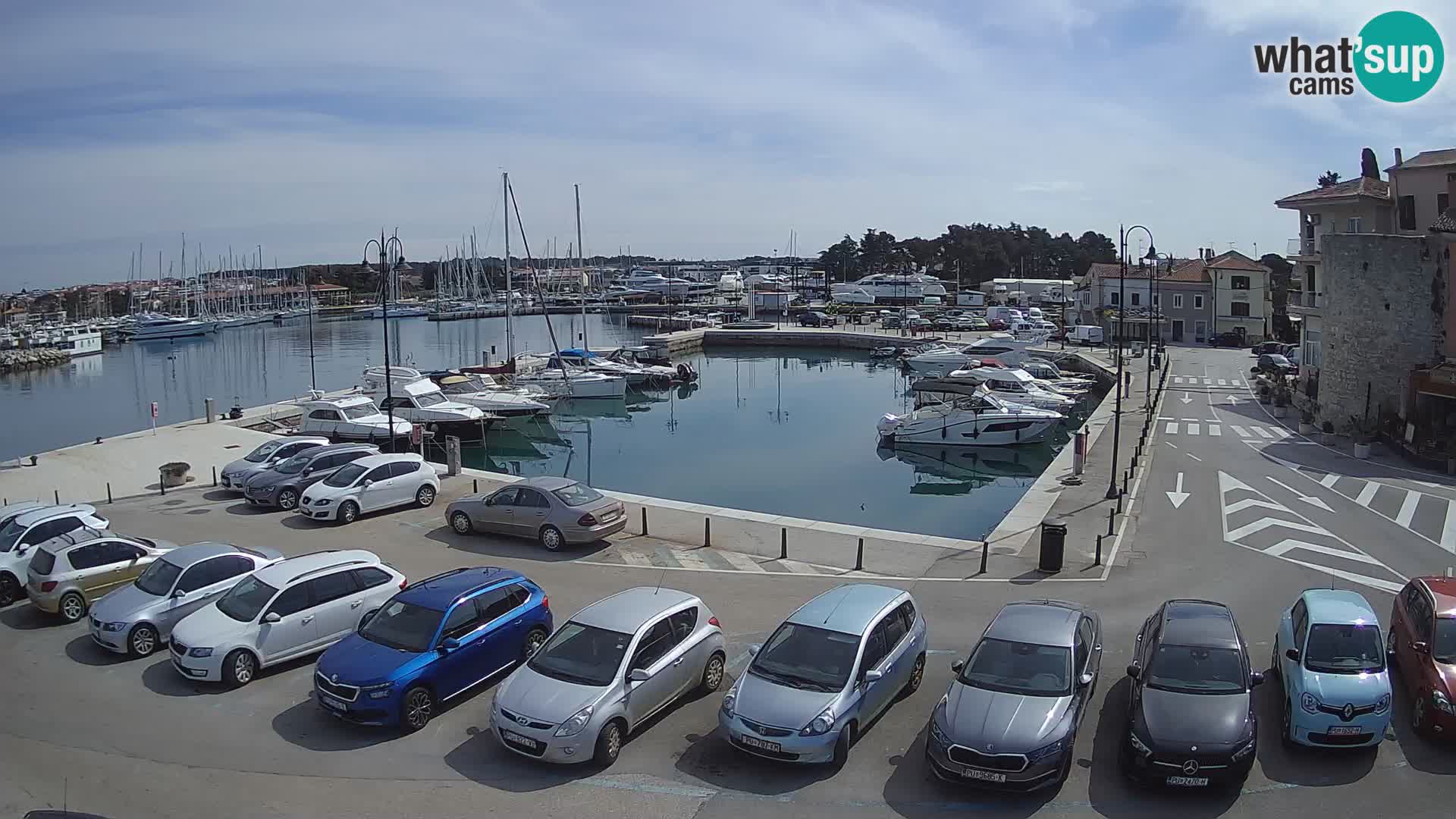 Novigrad | Porporela marina