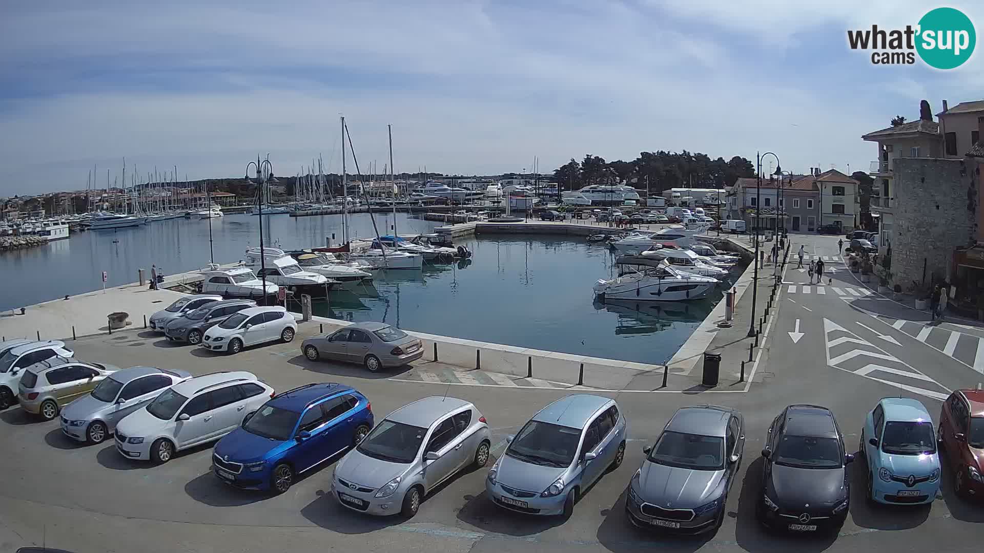 Novigrad | Porporela marina