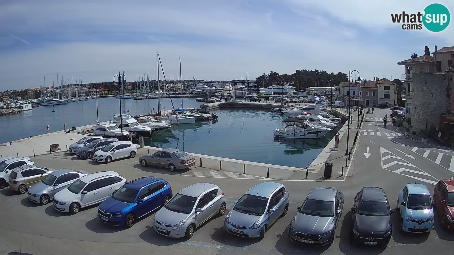 Novigrad | Porporela marina
