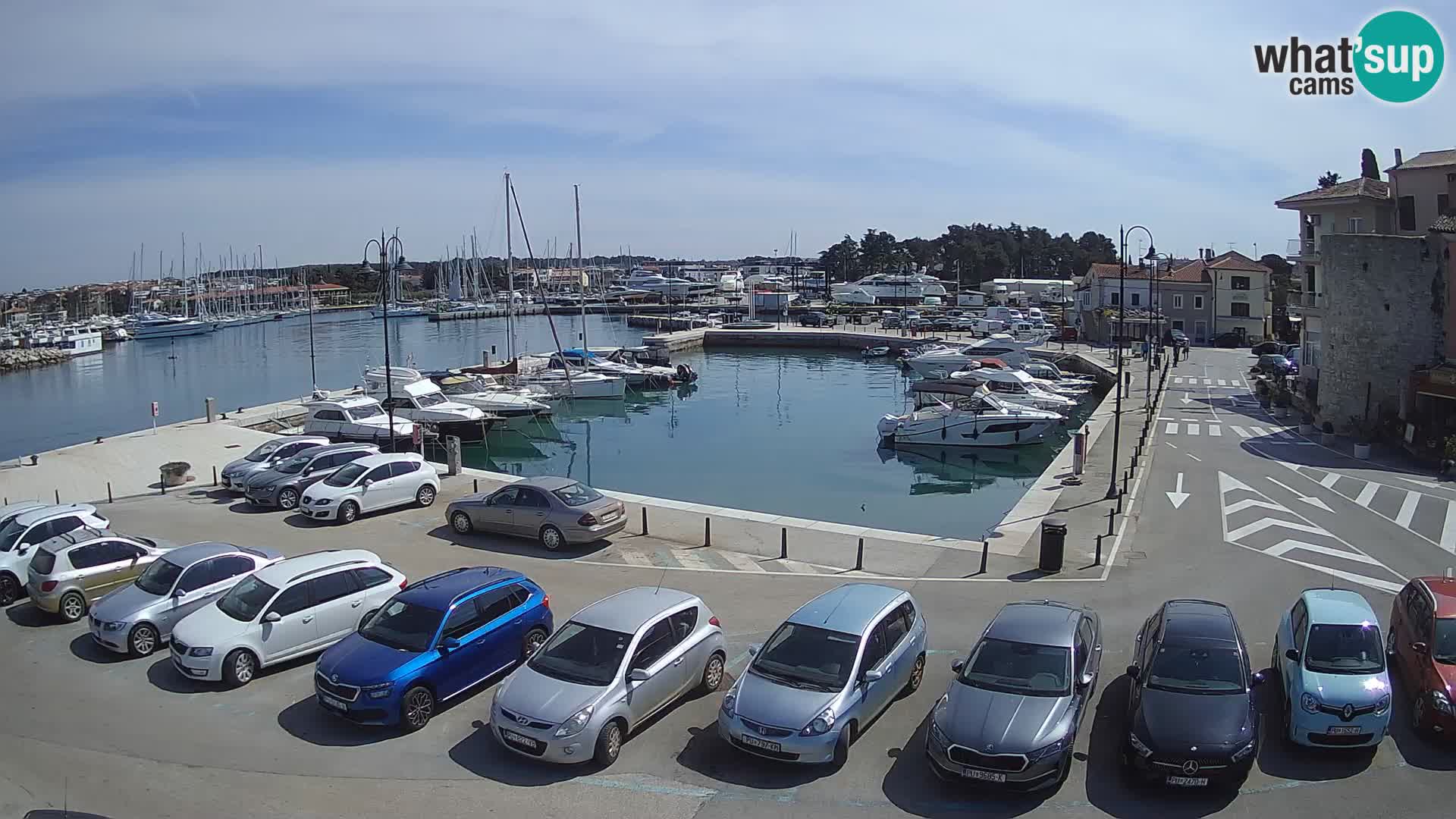 Novigrad | Porporela marina