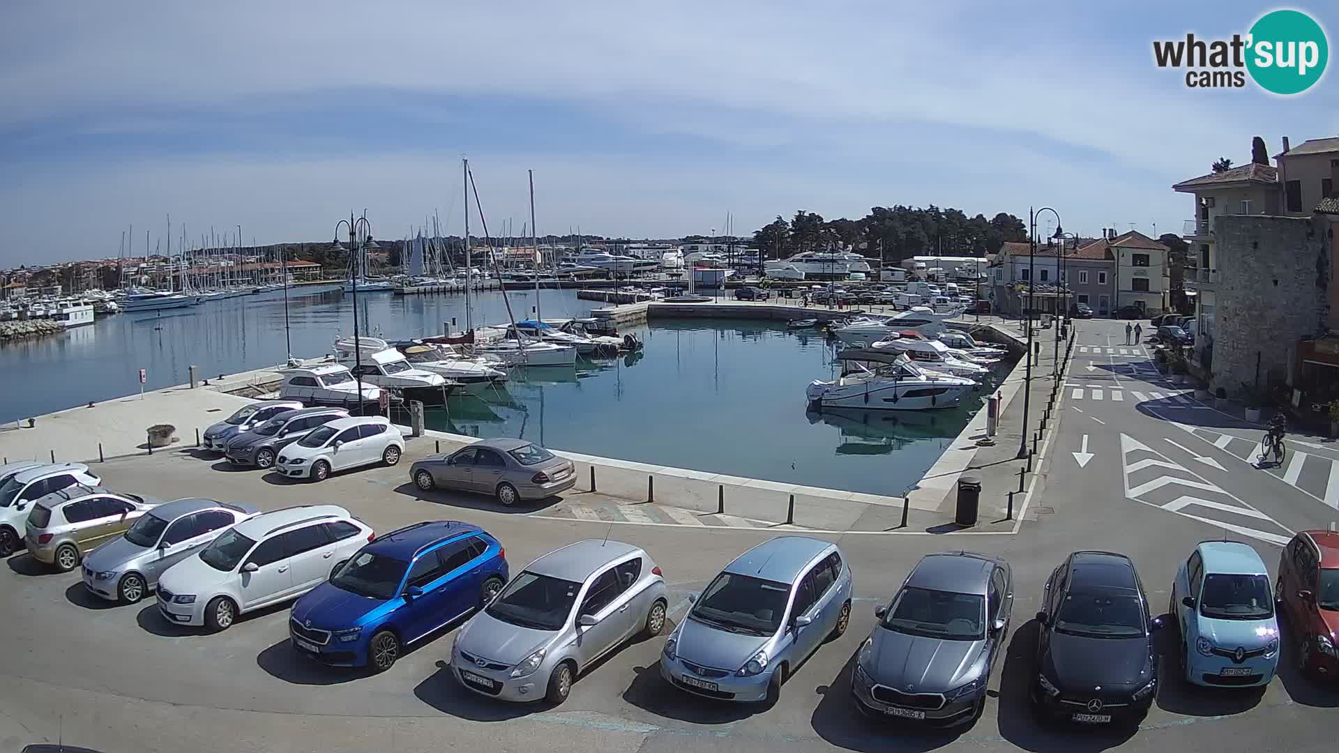 Novigrad | Porporela marina