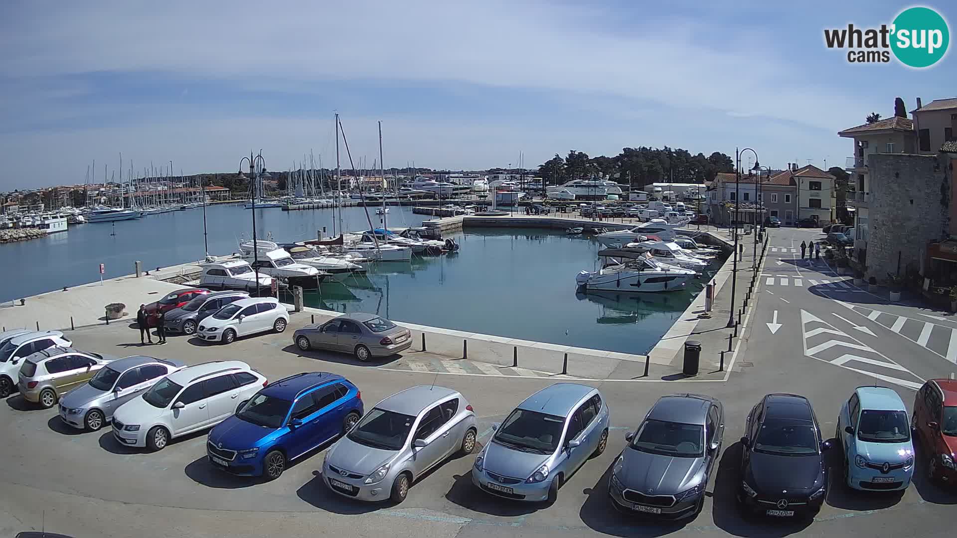 Novigrad | Porporela marina