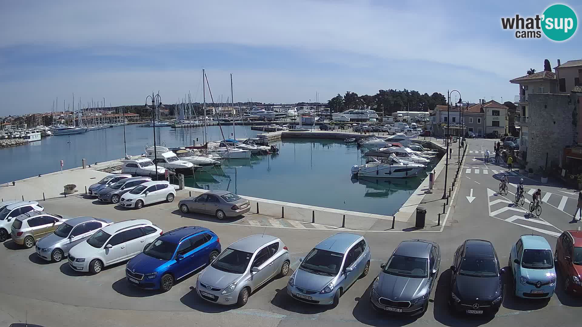 Novigrad | Porporela marina