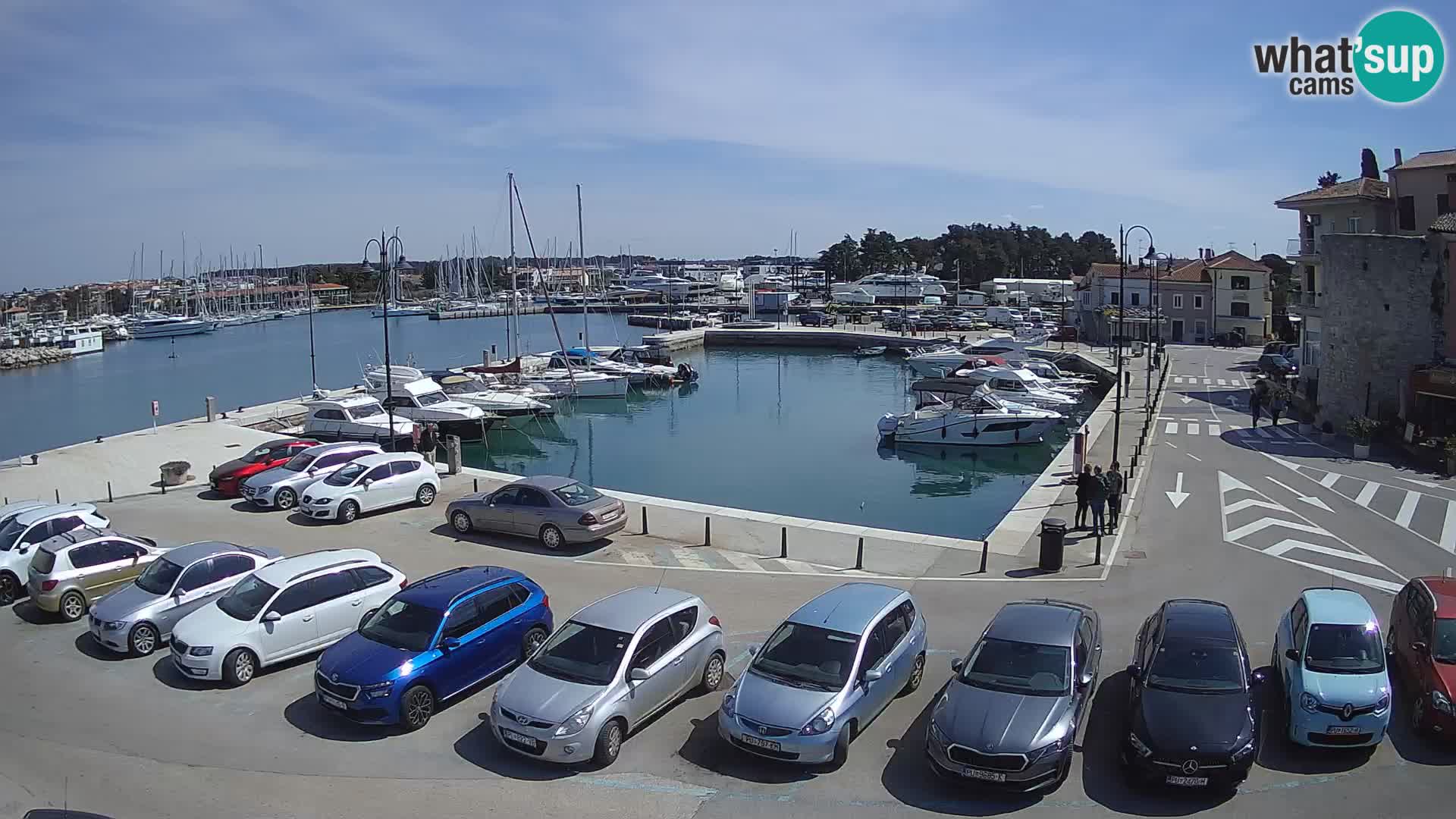 Novigrad | Porporela marina